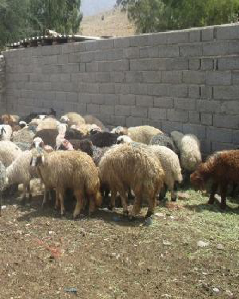 ۵۰راس احشام قاچاق در بستک ۵۰راس احشام قاچاق در بستک