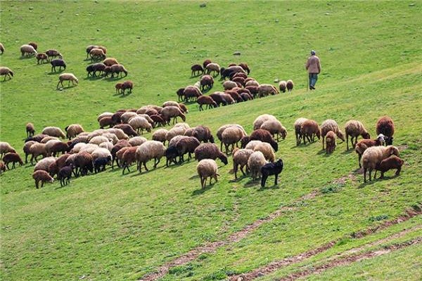 صاحبان پروانه چرای دام در مراتع  برای تمدید پروانه اقدام کنند