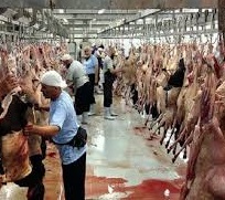 ممنوعیت کشتار دام آبستن در کشتارگاه ساوجبلاغ ممنوعیت کشتار دام آبستن در کشتارگاه ساوجبلاغ