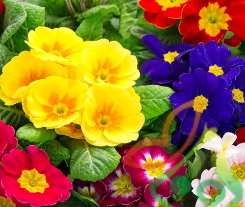 تعیین روز فرهنگی شهر چهارباغ با نماد فرهنگی گل پامچال تعیین روز فرهنگی شهر چهارباغ با نماد فرهنگی گل پامچال