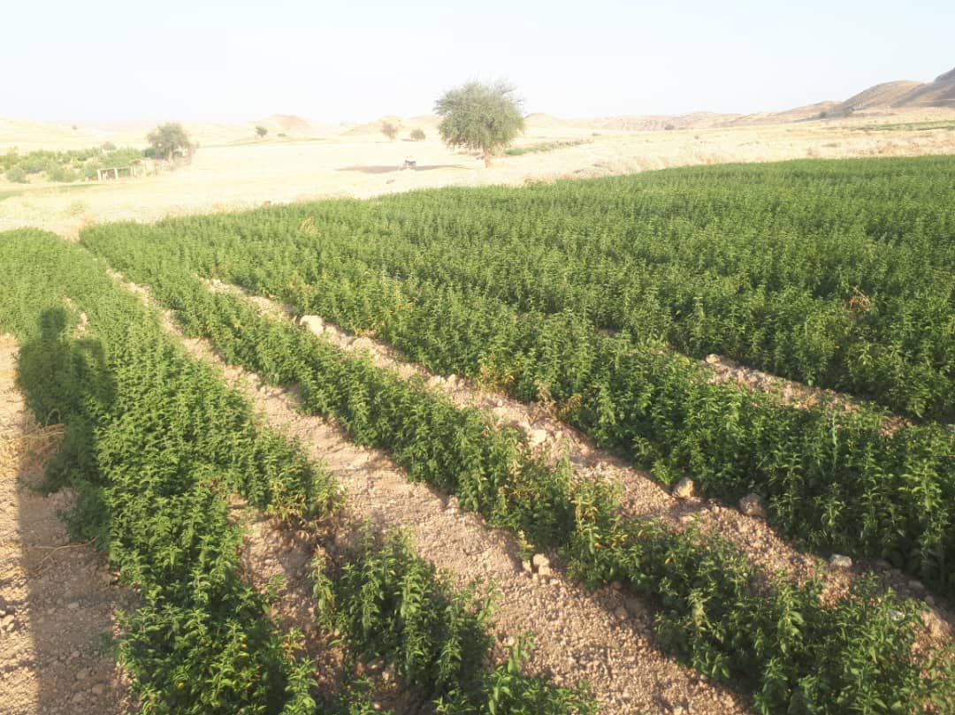 توزیع اعتبار ۳۷ میلیاردی در حوزه اشتغال توسط بنیاد علوی/اولویت نهاد پیشرفت و آبادانی برای سال ۱۴۰۱ لنده+تصاویر توزیع اعتبار ۳۷ میلیاردی در حوزه اشتغال توسط بنیاد علوی/اولویت نهاد پیشرفت و آبادانی برای سال ۱۴۰۱ لنده+تصاویر