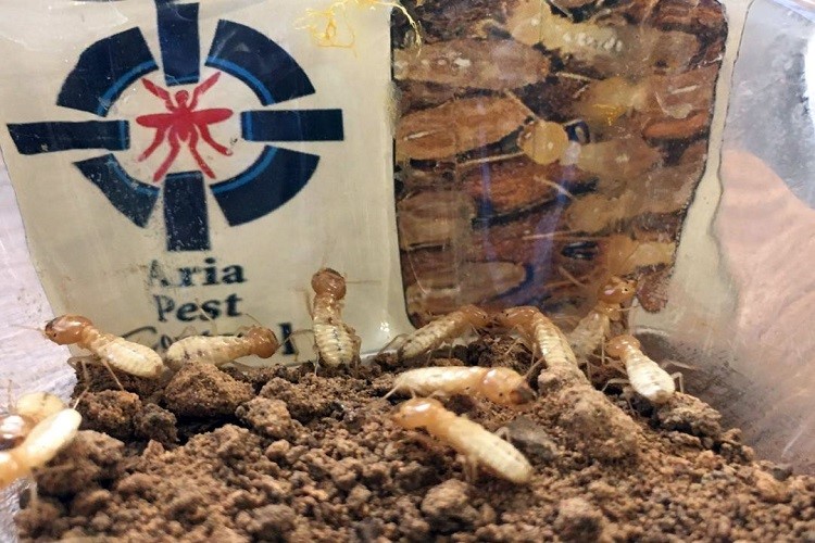 آیا سمپاشی خانگی راه درستی برای مبارزه با حشرات خانه است؟ آیا سمپاشی خانگی راه درستی برای مبارزه با حشرات خانه است؟