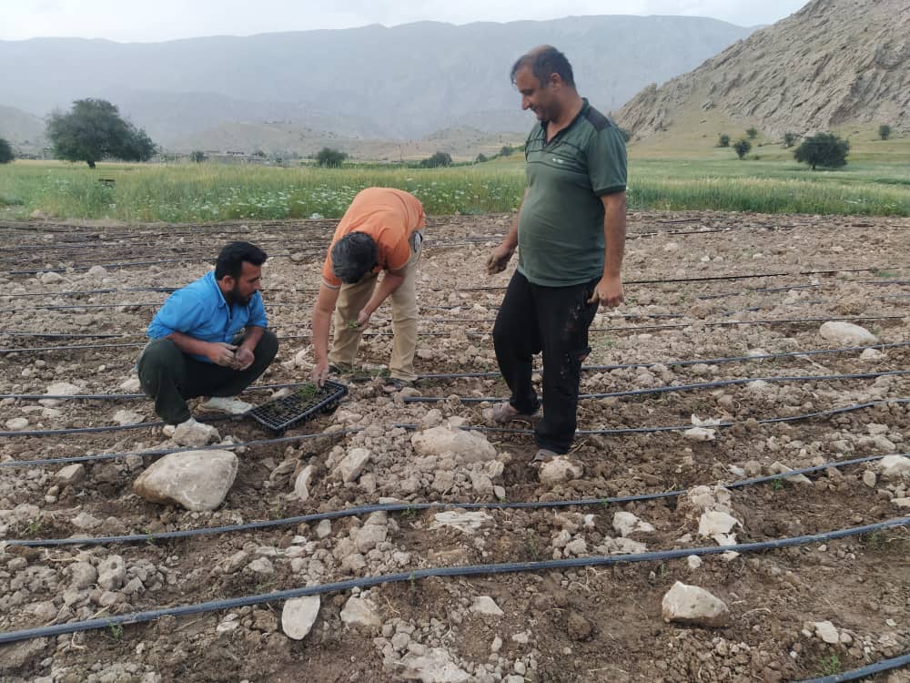 لنده، توان تولید « گیاهان دارویی» خود را افزایش میدهد/کاشت یک میلیون نشای گیاهان دارویی در سال ۱۴۰۱+تصاویر+تصاویر لنده، توان تولید « گیاهان دارویی» خود را افزایش میدهد/کاشت یک میلیون نشای گیاهان دارویی در سال ۱۴۰۱+تصاویر+تصاویر