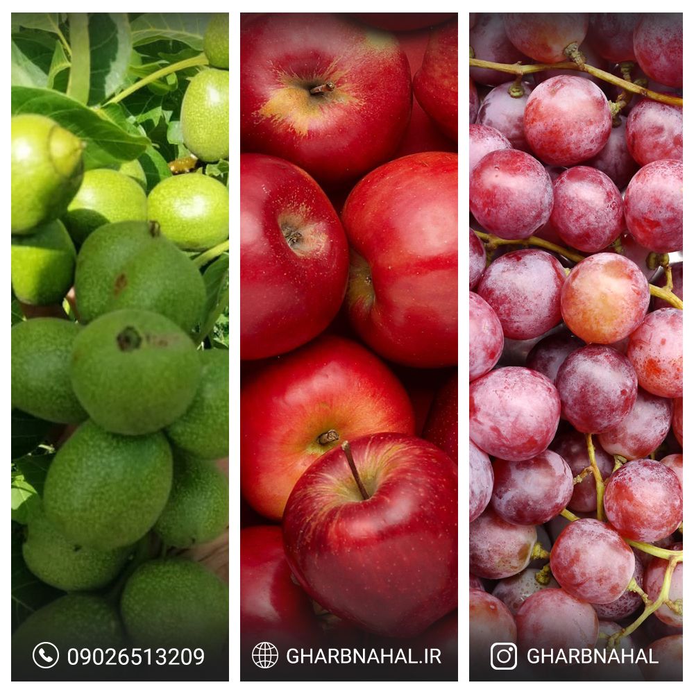 نهال گردو ، انگور و سیب را از نهالستان غرب نهال بخر! نهال گردو ، انگور و سیب را از نهالستان غرب نهال بخر!