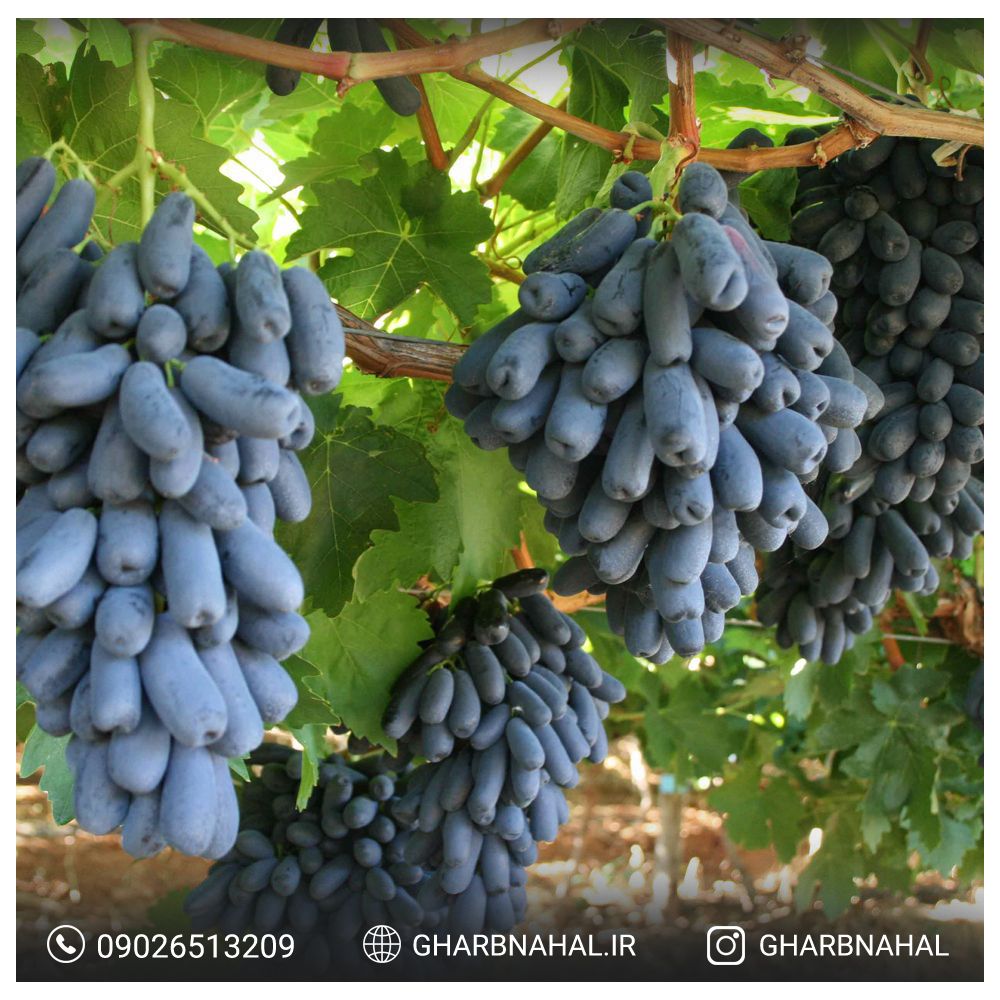 نهال گردو ، انگور و سیب را از نهالستان غرب نهال بخر! نهال گردو ، انگور و سیب را از نهالستان غرب نهال بخر!