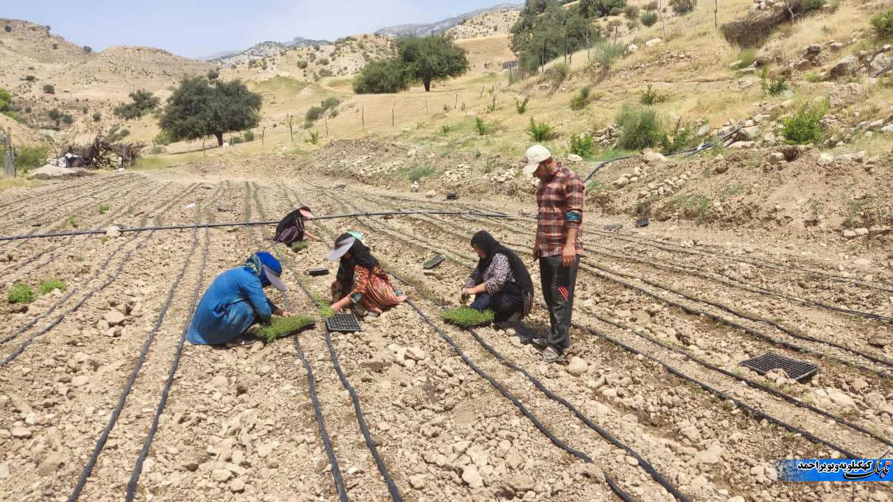 گیاهان دارویی نسخه ی اشتغالزایی بنیاد علوی در لنده+فیلم و تصویر