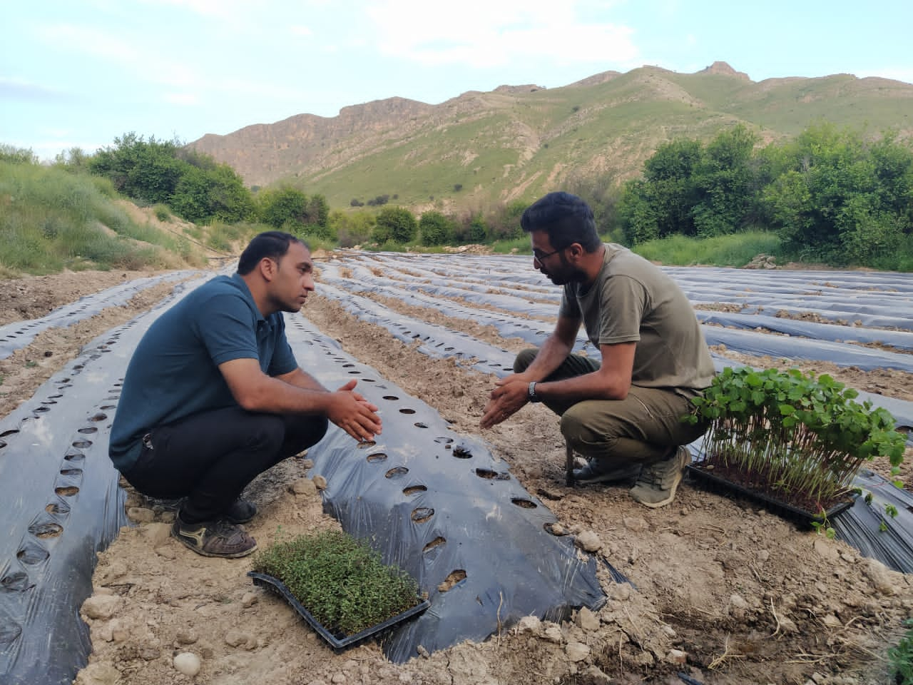 گیاهان دارویی نسخه ی اشتغالزایی بنیاد علوی در لنده+فیلم و تصویر