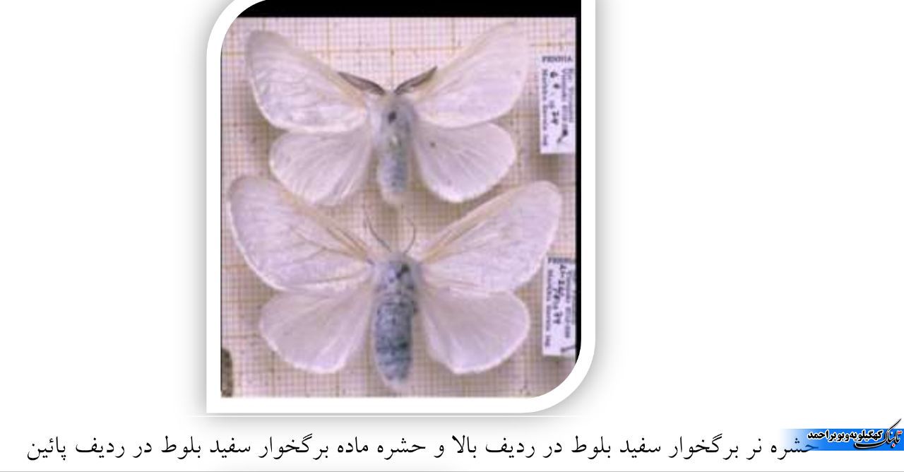 آفت برگ خوار بلوط و آنچه که کمتر می دانیم / توقع بیجا ایجاد نکنیم !