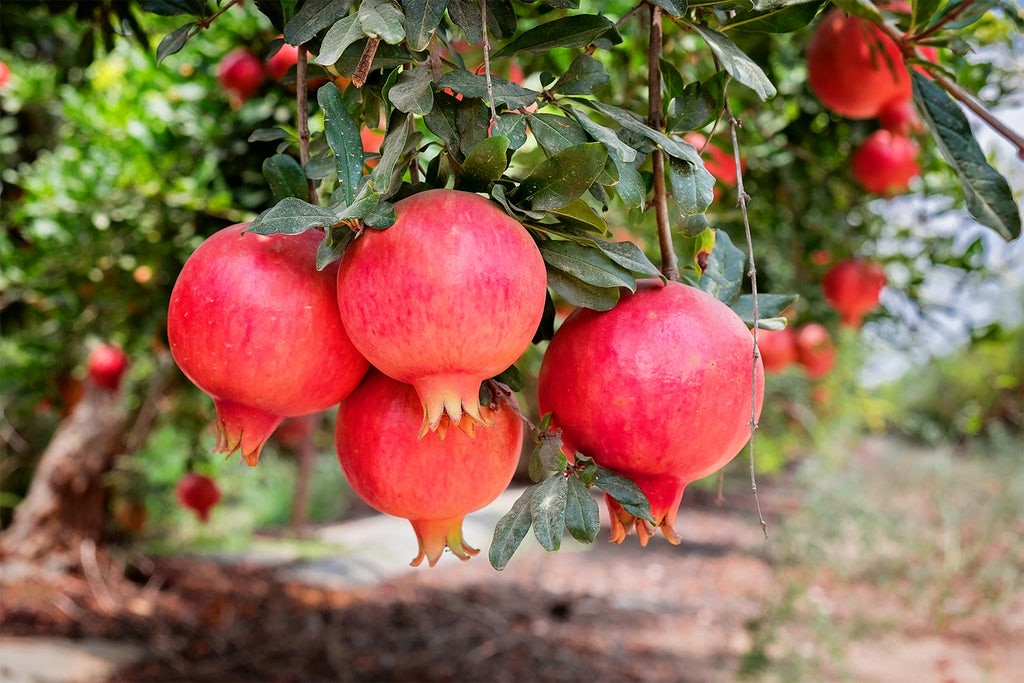 خرید نهال میوه از نهالستان کرمانشاه خرید نهال میوه از نهالستان کرمانشاه