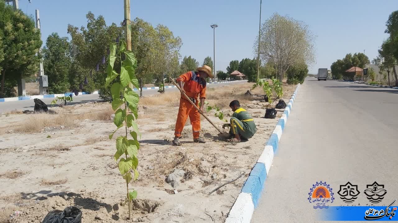 کاشت درخت توت در آرامستان بندرعباس