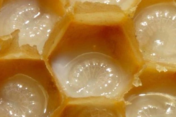 راهنمای جامع خرید ژل رویال طبیعی راهنمای جامع خرید ژل رویال طبیعی