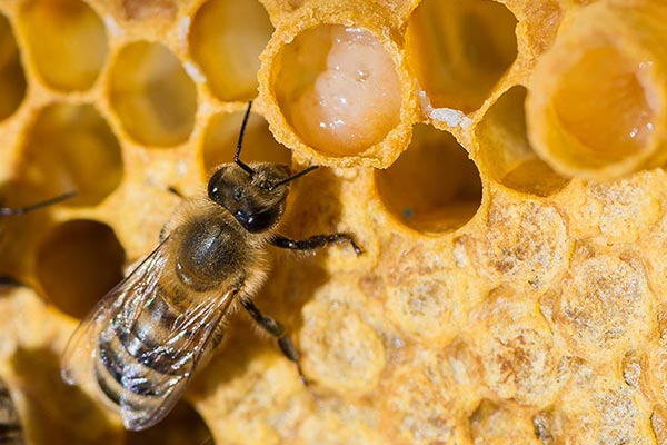 راهنمای جامع خرید ژل رویال طبیعی راهنمای جامع خرید ژل رویال طبیعی