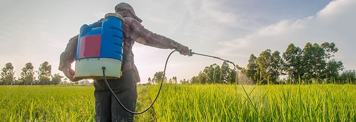۳۶هزار هکتار از مزارع گندم و جو مناطق گرمسیری استان علیه علفهای هرز سمپاشی شدند