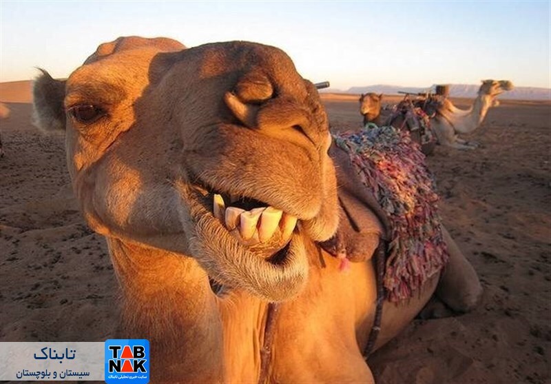 اخراج 100 نفر شتر از بستر تالاب بینالمللی هامون