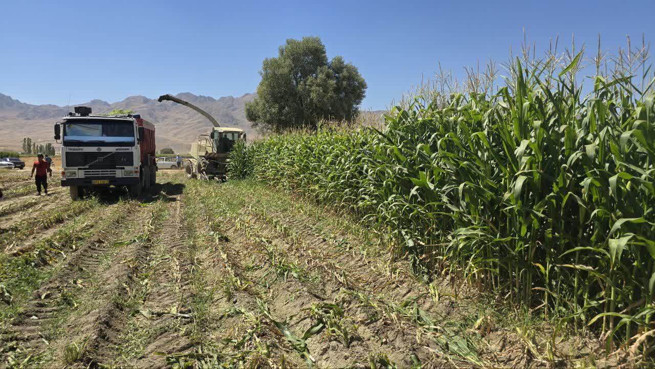 ۶هزار هکتار سطح زیر کشت ذرت علوفهای در استان چهارمحال و بختیاری