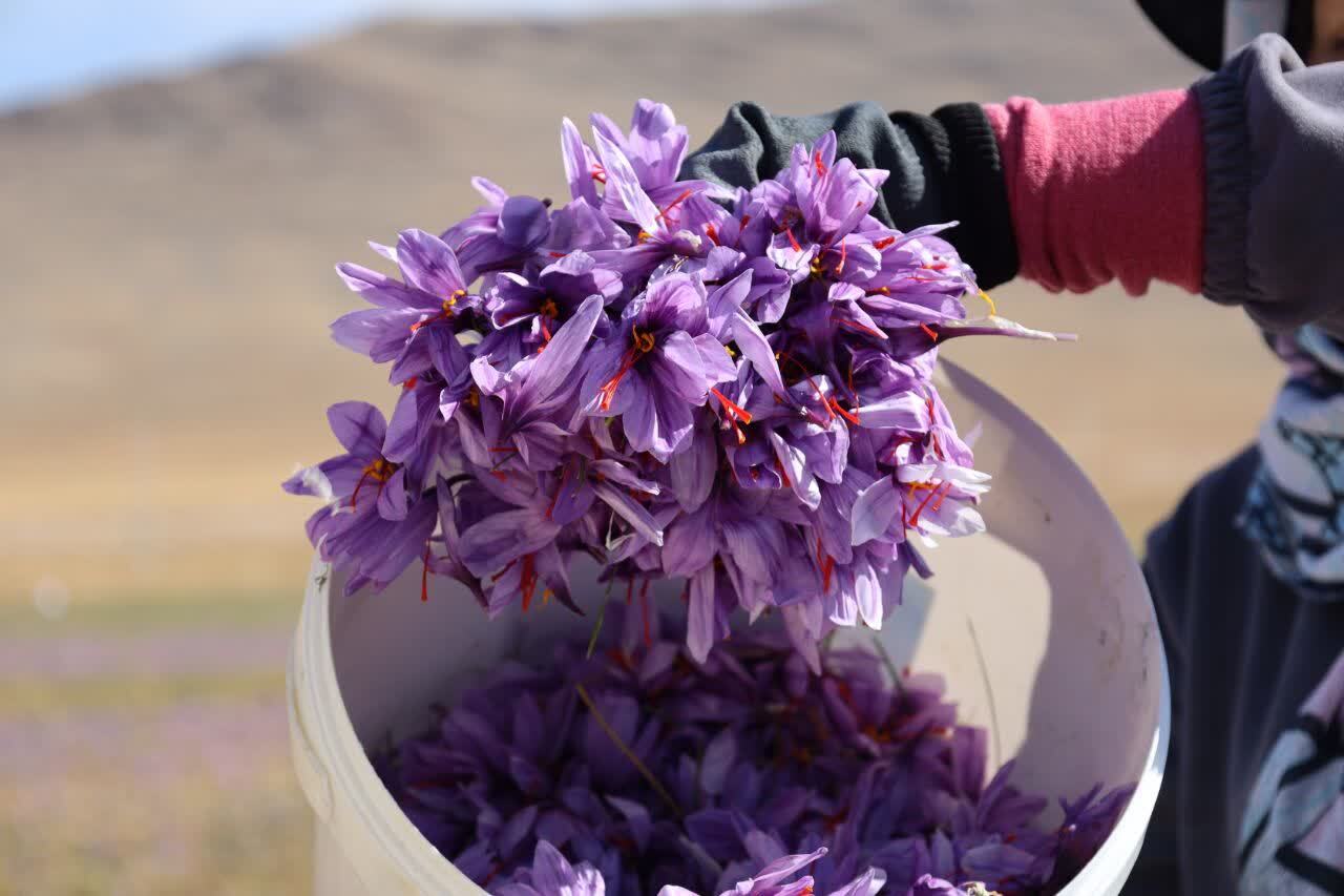 طلای سرخ از مزارع استان چهارمحال و بختیاری برداشت شد+ تصاویر طلای سرخ از مزارع استان چهارمحال و بختیاری برداشت شد+ تصاویر