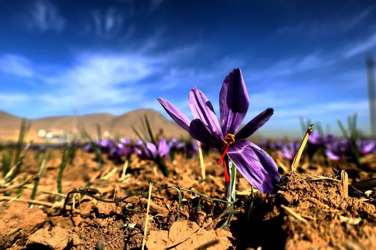 طلای سرخ از مزارع استان چهارمحال و بختیاری برداشت شد+ تصاویر طلای سرخ از مزارع استان چهارمحال و بختیاری برداشت شد+ تصاویر
