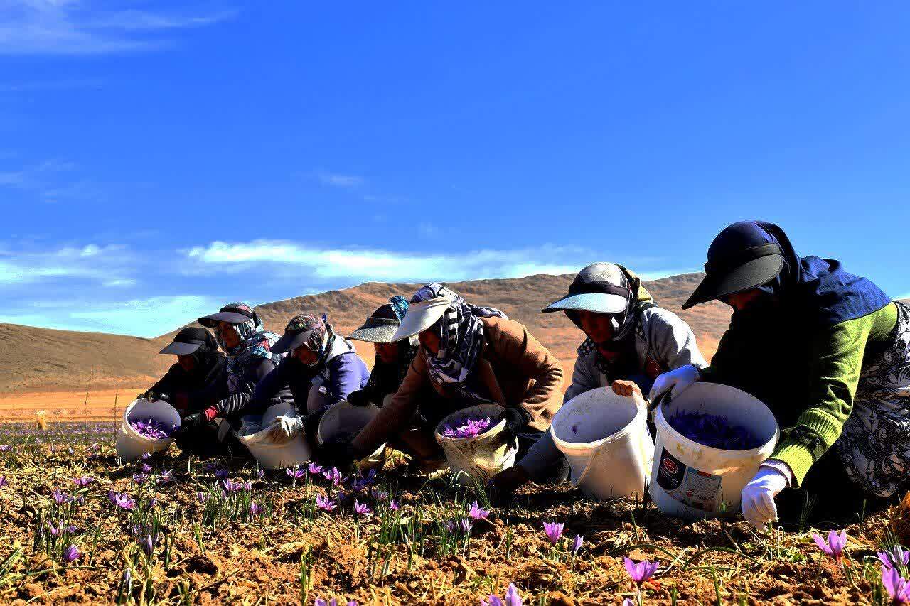 طلای سرخ از مزارع استان چهارمحال و بختیاری برداشت شد+ تصاویر طلای سرخ از مزارع استان چهارمحال و بختیاری برداشت شد+ تصاویر