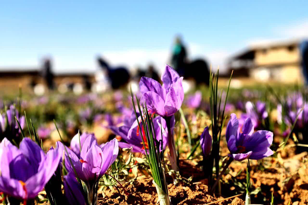 طلای سرخ از مزارع استان چهارمحال و بختیاری برداشت شد+ تصاویر طلای سرخ از مزارع استان چهارمحال و بختیاری برداشت شد+ تصاویر