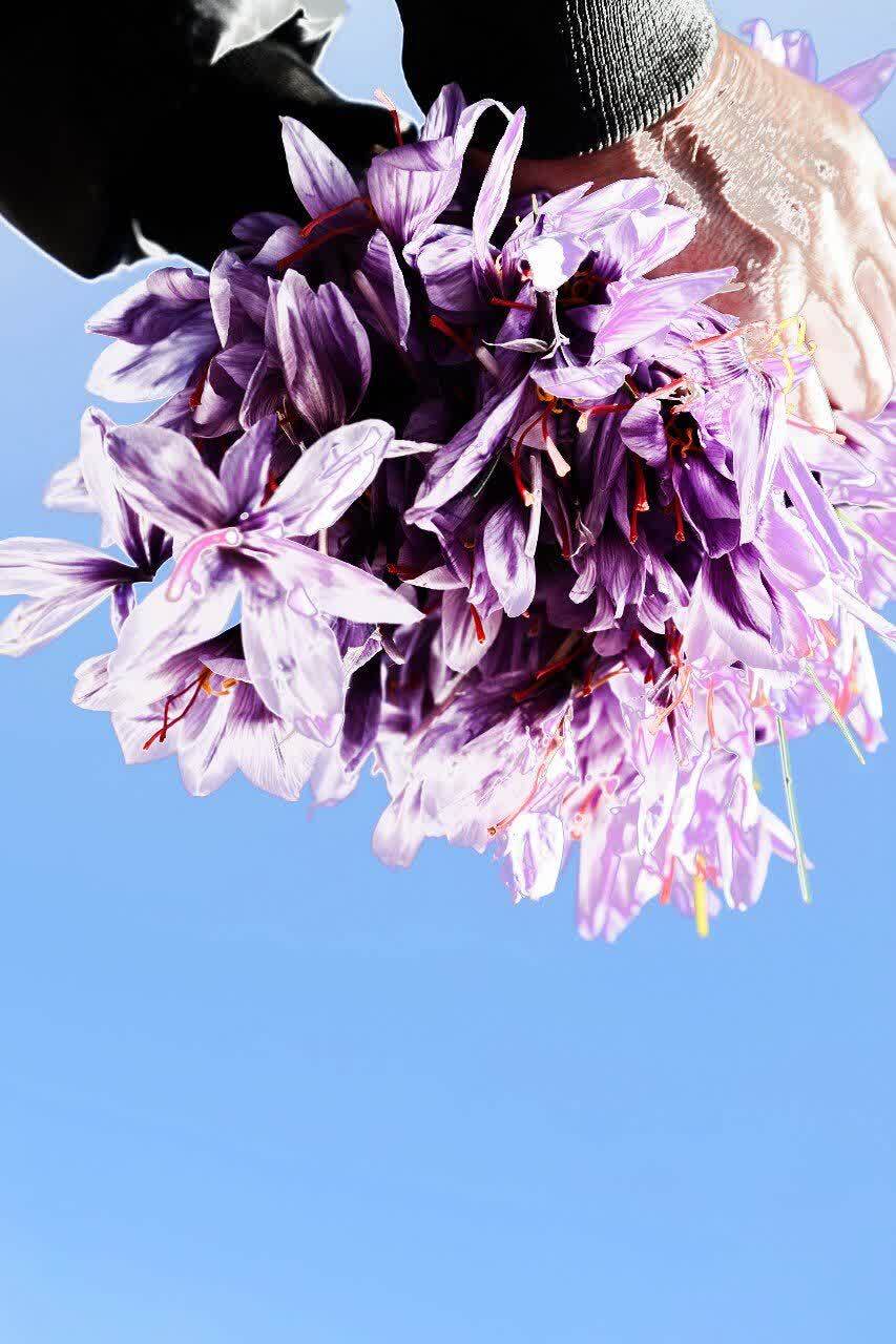 طلای سرخ از مزارع استان چهارمحال و بختیاری برداشت شد+ تصاویر طلای سرخ از مزارع استان چهارمحال و بختیاری برداشت شد+ تصاویر