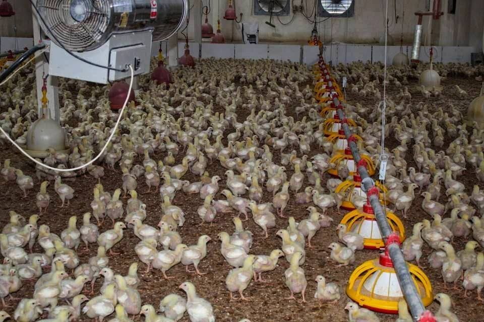 آغاز جوجهریزی ۶۰۰۰ قطعهای در مرکز اشتغال زندان لاهیجان آغاز جوجهریزی ۶۰۰۰ قطعهای در مرکز اشتغال زندان لاهیجان