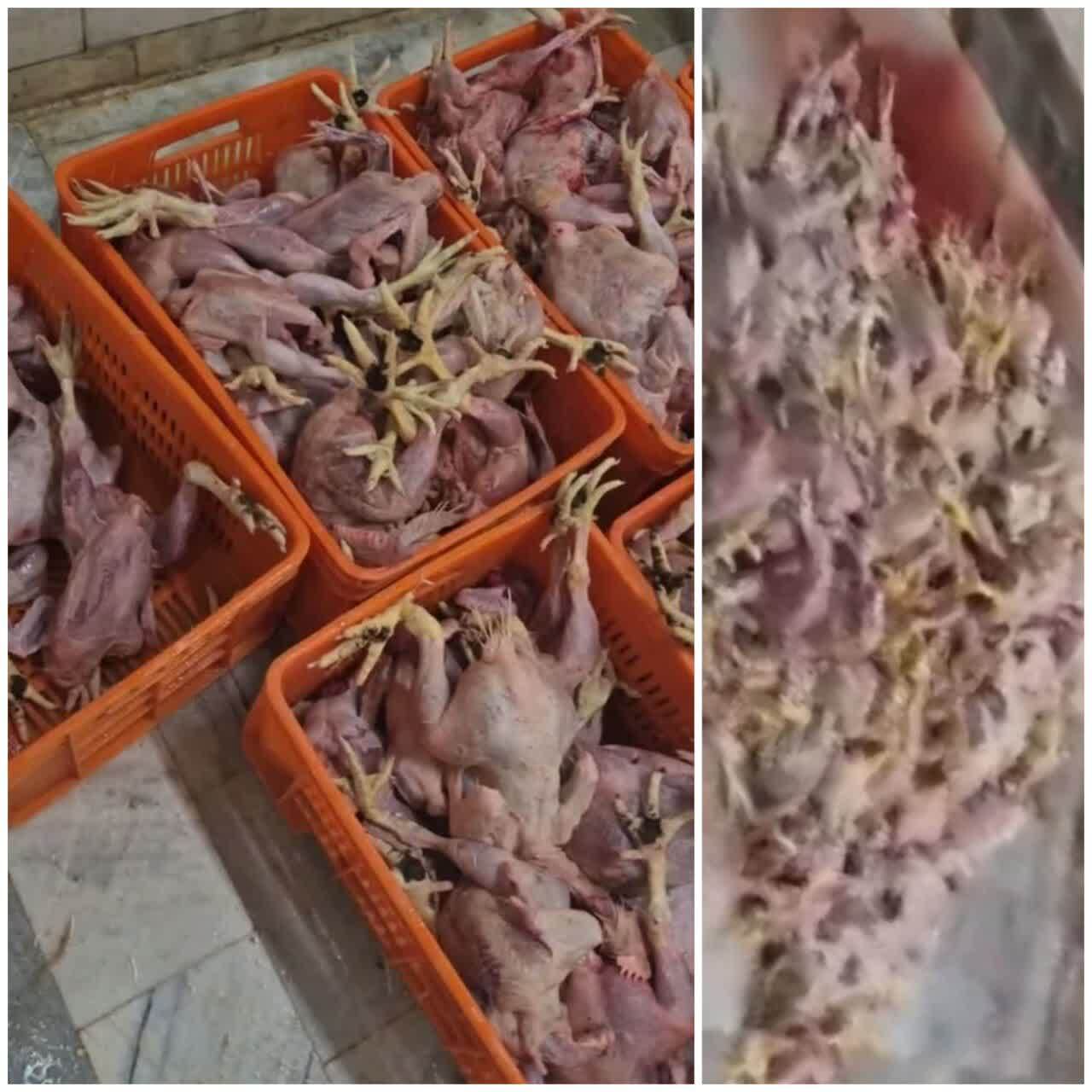 ضبط بیش از هزار قطعه لاشه مرغ غیرقابل مصرف در کشتارگاه طیور شهرستان سنقروکلیایی ضبط بیش از هزار قطعه لاشه مرغ غیرقابل مصرف در کشتارگاه طیور شهرستان سنقروکلیایی