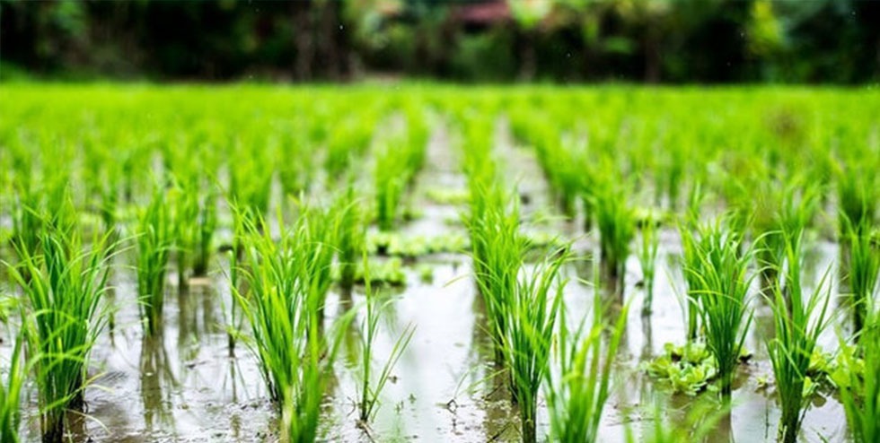 از مافیای کشت شلتوک چه می‌دانیم ؟/ هشدار فاجعه‌ای برای آبادان، خرمشهر و مینوشهر //فردا صبح منتشر میشود