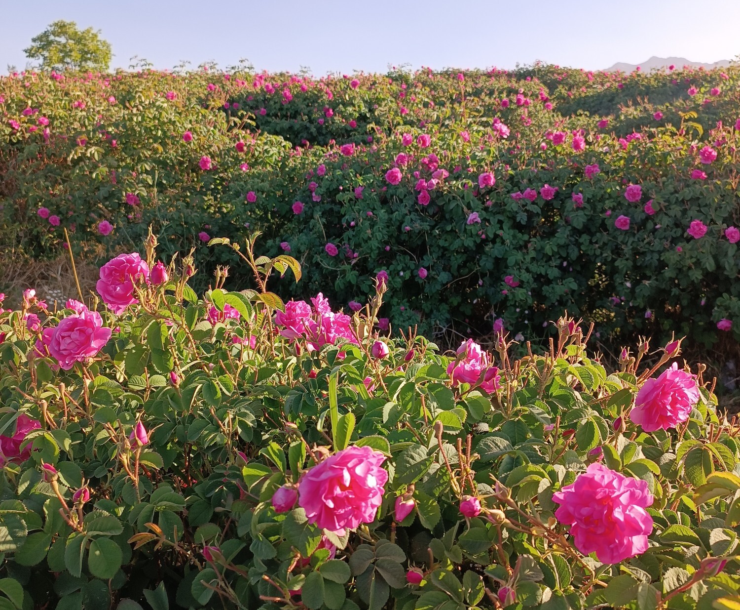 خنکترین منطقه کرمان با شهرت جهانی در عطر و طعم گلاب/لالهزار نامزد شایسته خنکترین منطقه کرمان با شهرت جهانی در عطر و طعم گلاب/لالهزار نامزد شایسته