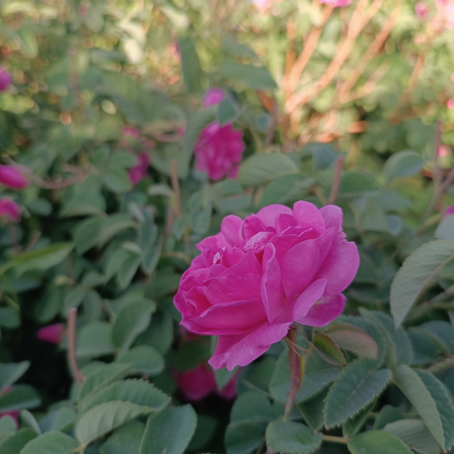 خنکترین منطقه کرمان با شهرت جهانی در عطر و طعم گلاب/لالهزار نامزد شایسته خنکترین منطقه کرمان با شهرت جهانی در عطر و طعم گلاب/لالهزار نامزد شایسته