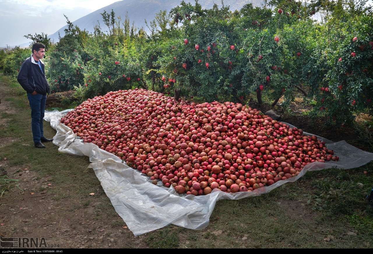 قدمت ۱۸۰۰ ساله کشت انار در لرستان؛ «زیرتنگ سیاب»، بزرگترین انارستان ایران قدمت ۱۸۰۰ ساله کشت انار در لرستان؛ «زیرتنگ سیاب»، بزرگترین انارستان ایران