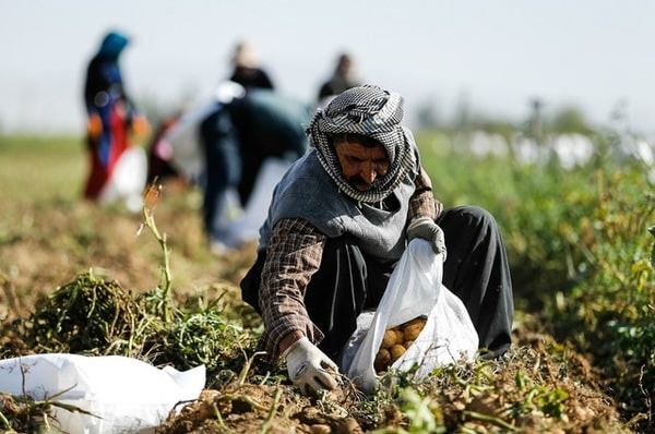 راهبرد اصلی تعاون روستایی کمک به حفظ و ارتقای امنیت غذایی مردم و تولید کنندگان است راهبرد اصلی تعاون روستایی کمک به حفظ و ارتقای امنیت غذایی مردم و تولید کنندگان است