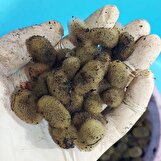 سالانه ۲۰ هزار پیله زالو تولید می شود