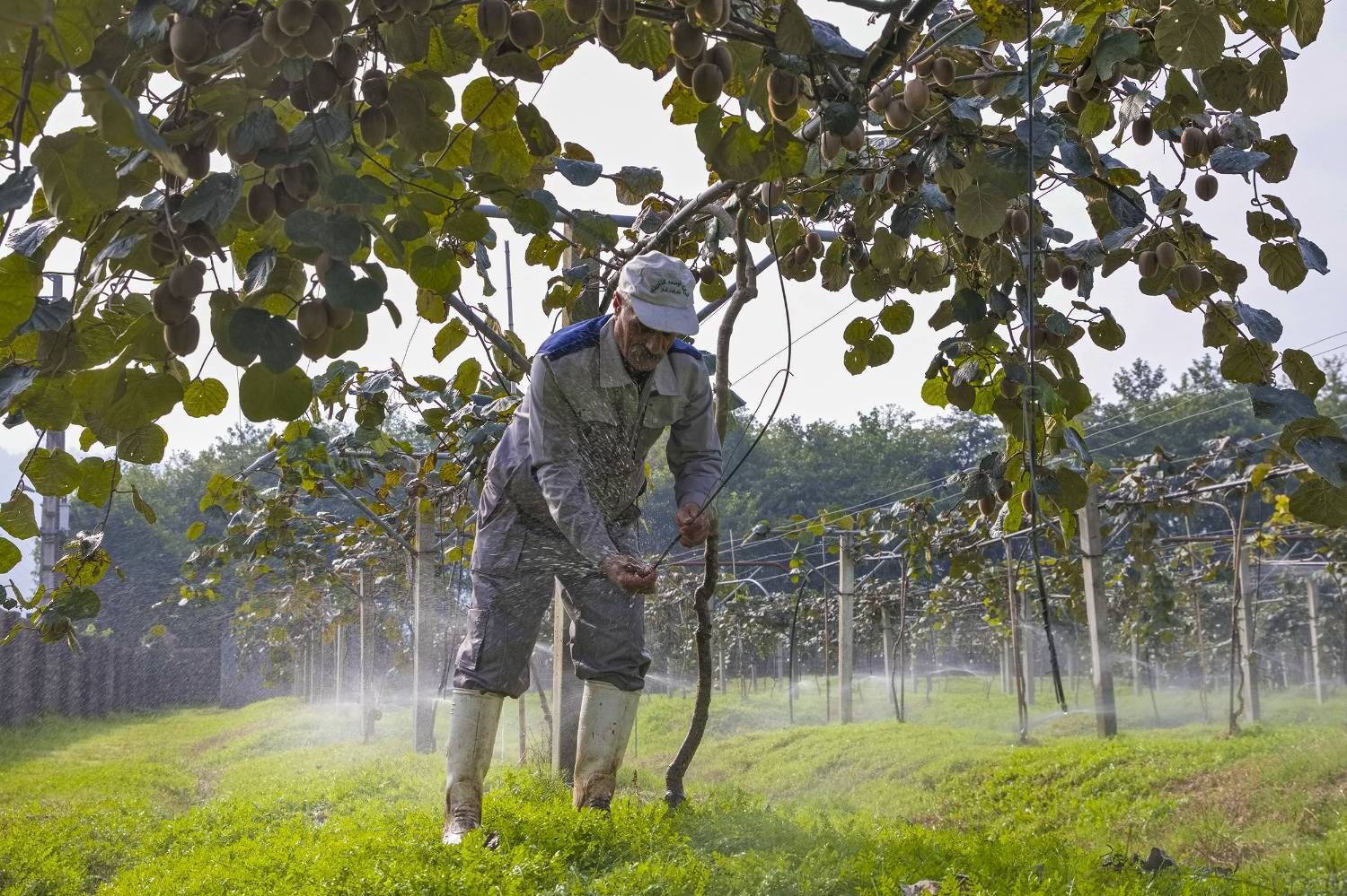 به دوش کشیدن بار زندگی با دستان پر از میوه/ روایت معیشت و شرافت زنانه به دوش کشیدن بار زندگی با دستان پر از میوه/ روایت معیشت و شرافت زنانه