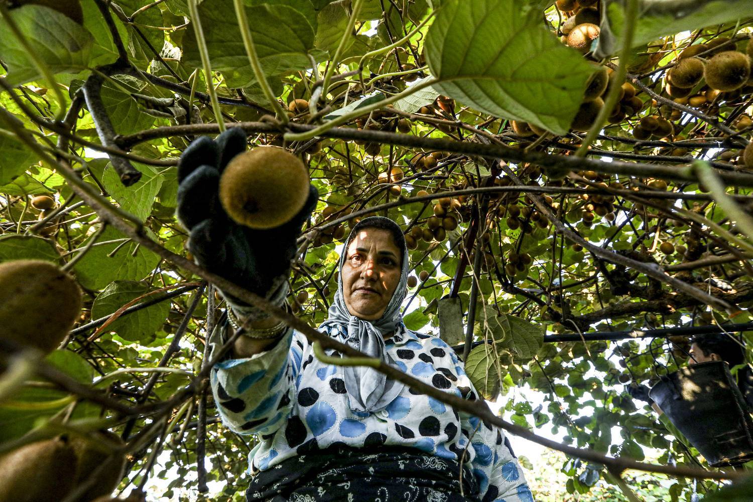 به دوش کشیدن بار زندگی با دستان پر از میوه/ روایت معیشت و شرافت زنانه به دوش کشیدن بار زندگی با دستان پر از میوه/ روایت معیشت و شرافت زنانه