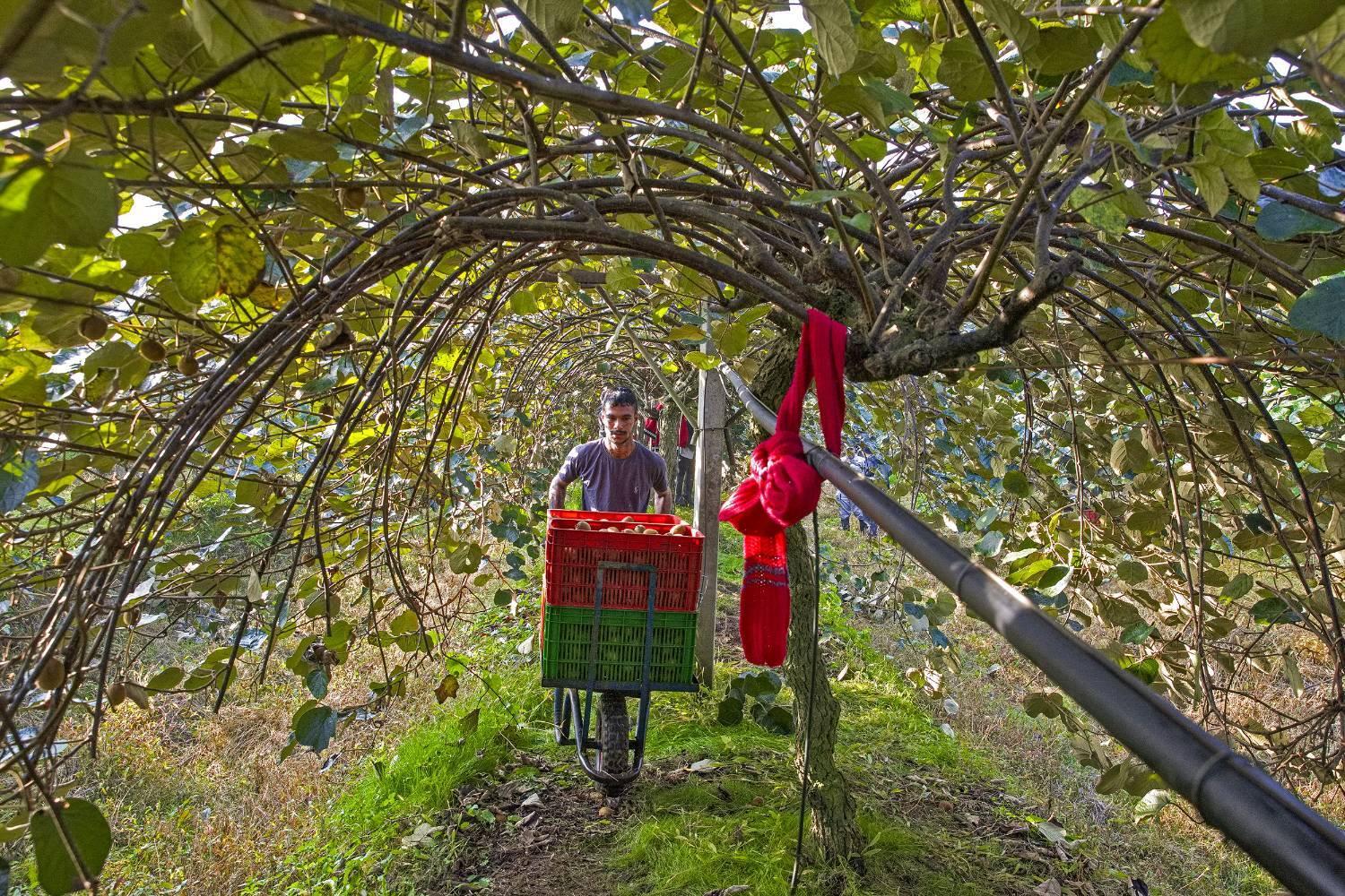 به دوش کشیدن بار زندگی با دستان پر از میوه/ روایت معیشت و شرافت زنانه به دوش کشیدن بار زندگی با دستان پر از میوه/ روایت معیشت و شرافت زنانه