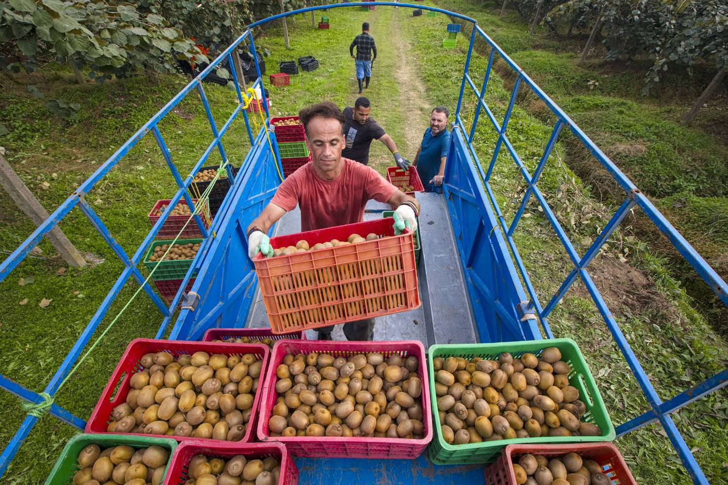 به دوش کشیدن بار زندگی با دستان پر از میوه/ روایت معیشت و شرافت زنانه به دوش کشیدن بار زندگی با دستان پر از میوه/ روایت معیشت و شرافت زنانه