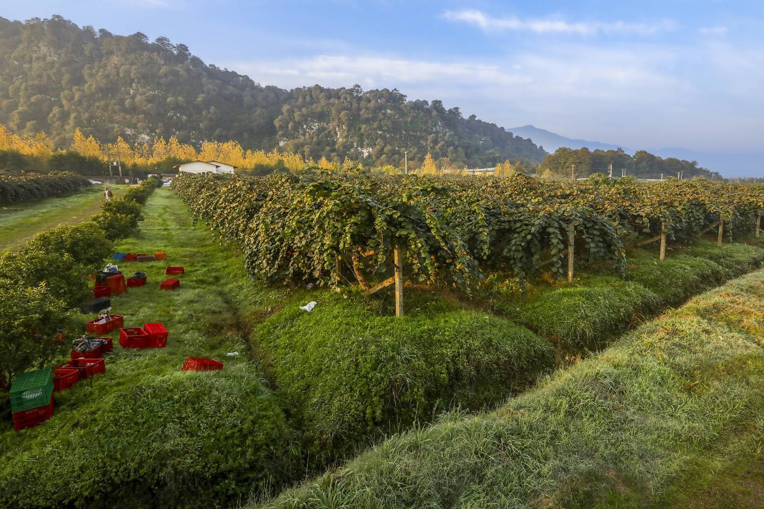 به دوش کشیدن بار زندگی با دستان پر از میوه/ روایت معیشت و شرافت زنانه به دوش کشیدن بار زندگی با دستان پر از میوه/ روایت معیشت و شرافت زنانه