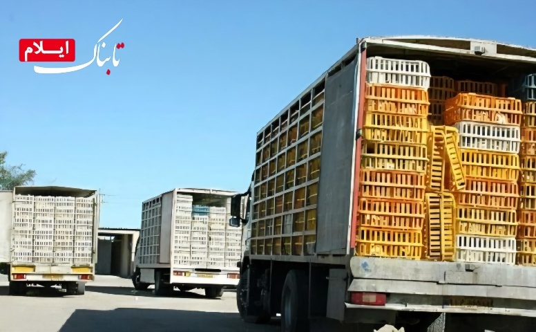 توقیف ۳ کامیون حامل مرغ زنده قاچاق در ایلام توقیف ۳ کامیون حامل مرغ زنده قاچاق در ایلام