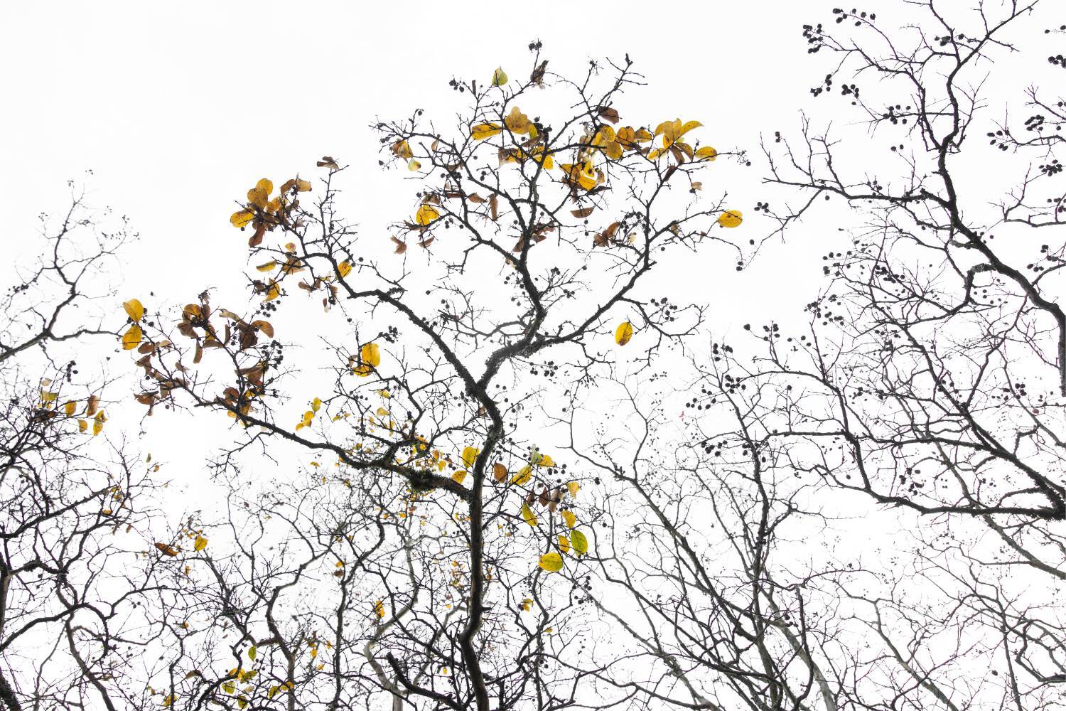 طبیعت پائیزی جنگل دالخانی و نمک آبرود مازندران