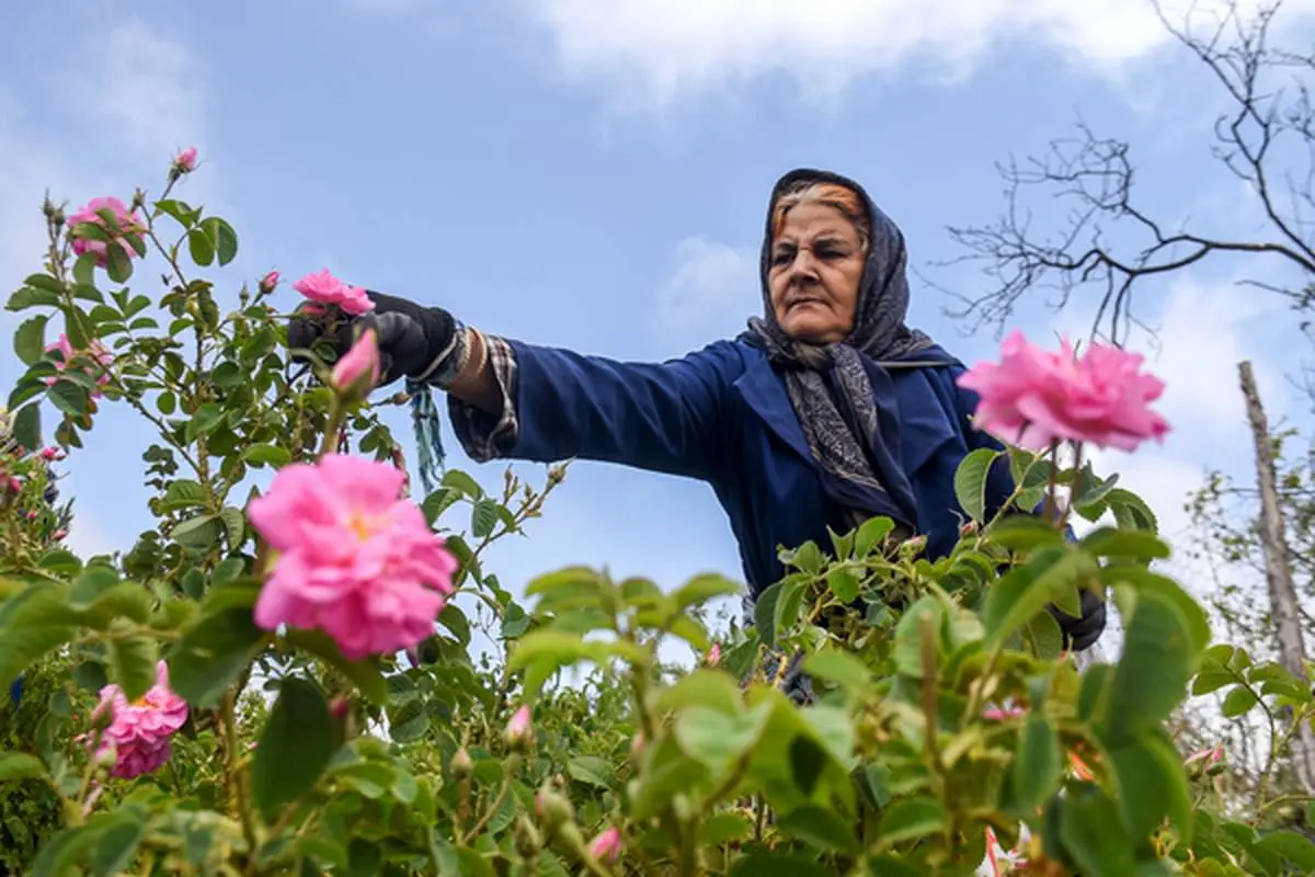 پیش‌بینی برداشت ۵۰۰ تن گل محمدی از مزارع اردبیل
