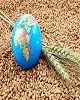 خودکفایی گندم در تأمین امنیت غذایی کشور مهم است؛ افزایش تولید گندم در کشور
